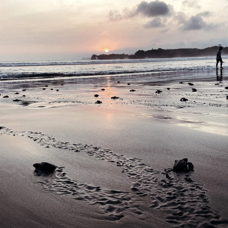 Dynamic Content Image